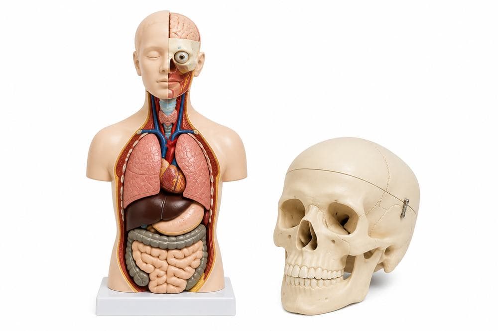 Anatomical Models & Charts